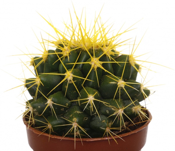Растение Eхинокактус колор d5,5/h8