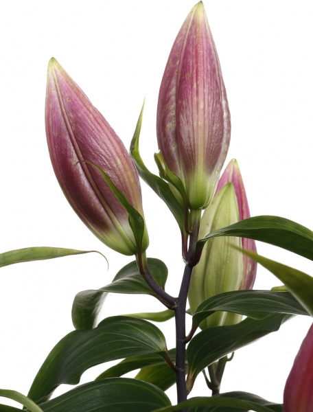 Растение комнатное Лилия микс 13/40