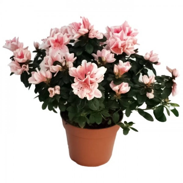 Рослина Азалія мікс d12/h30 