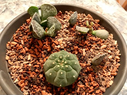 Субстрат SERAMIS для кактусов и суккулентов 2,5 л