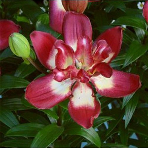 Луковица Яскрава Лилия азиатская двойная Double Sensation 1 шт. 