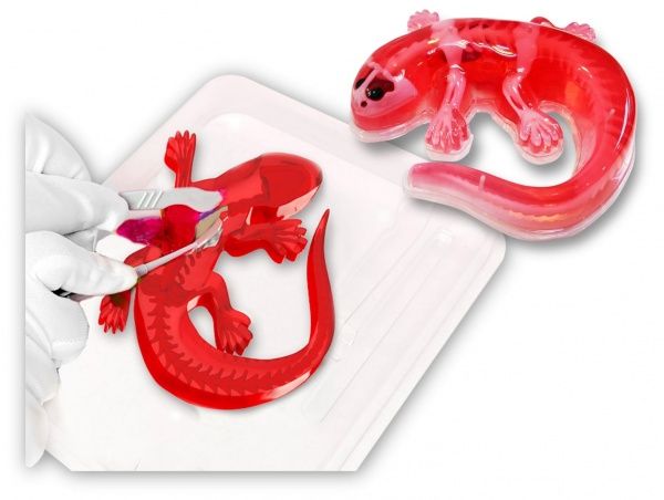 Набор исследователя Joker Slimy Lab Анатомия животных_Саламандра 38071