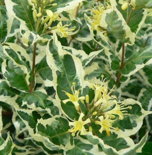 Растение Диервилла сидячолистая Кул Сплеш/ Diervilla sessilifolia 'Cool Splash' С2 /Н 30-40