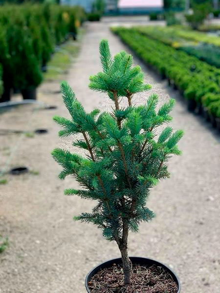 Ель колючая / Picea pungens Iseli Fastigiate С45 Н140-160