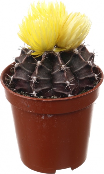 Растение комнатное Кактус с искусственным цветком 5х10 см