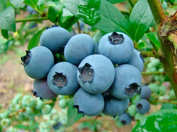 Саженец Брусвяна Голубика Река 0,5 л