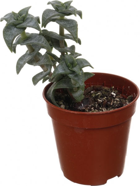 Рослина кімнатна Сукулент мікс 5х8 см