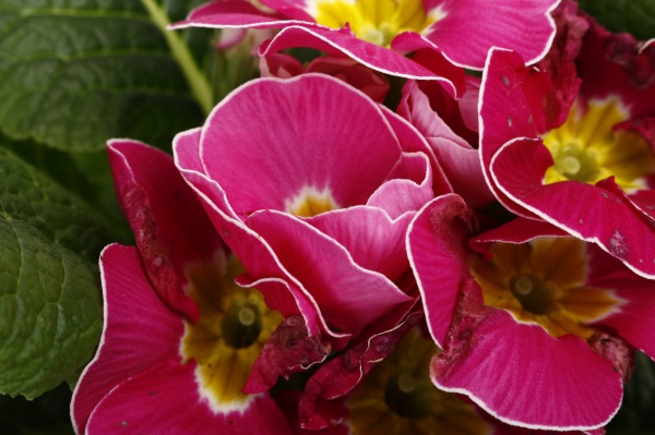 Растение комнатное Примула Acaulis 10/15