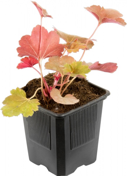 Растение Гейхера Тирамиса С2