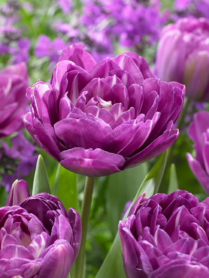 Луковица тюльпана махрового позднего Блу ​​Спектакл 3 шт. TUBERBULB Export B.V.