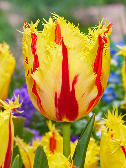 Луковица тюльпана бахромчатого Пати Клоун 3 шт.