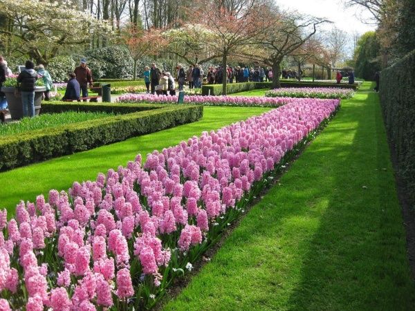 Цибулина Яскрава Fondant 2 шт. 