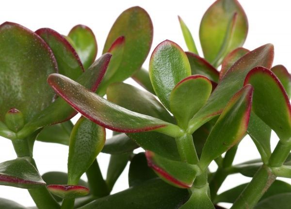 Рослина Крассула 12/25