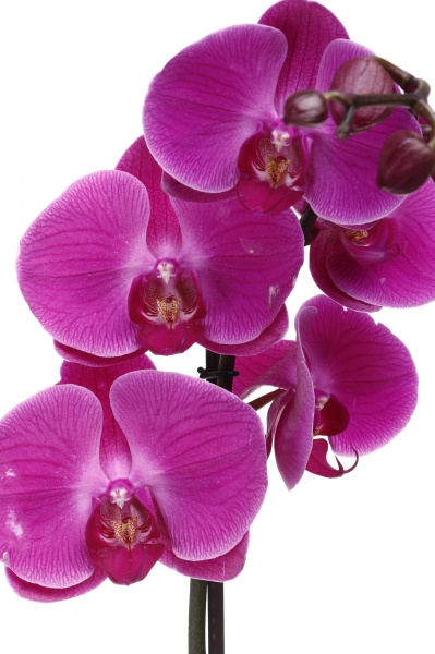 Растение комнатное Фаленопсис Королевский 15х90 см XXL 2 ствола