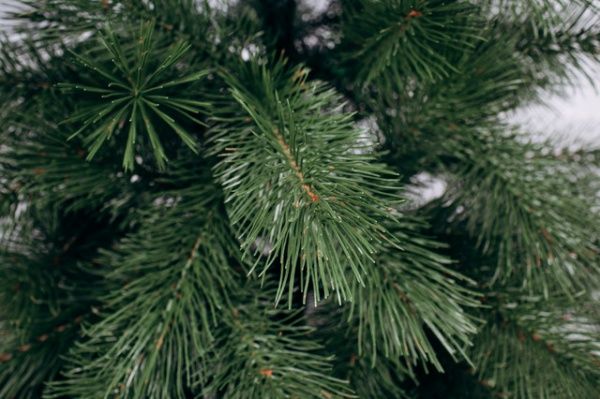 Сосна новогодняя живая 150-220 см зеленый 