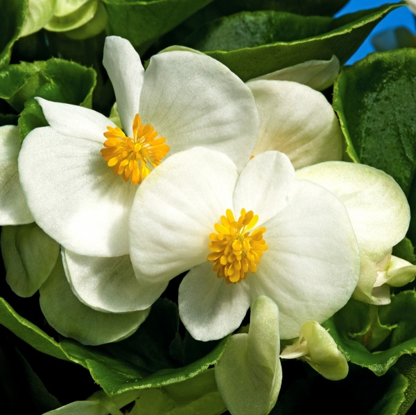 Семена Професійне насіння бегония Бада Бинг F1 смесь 20 шт. (4823058204062)