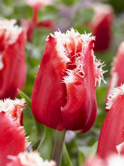 Луковица тюльпана бахромчатого Нью Санта 3 шт. 