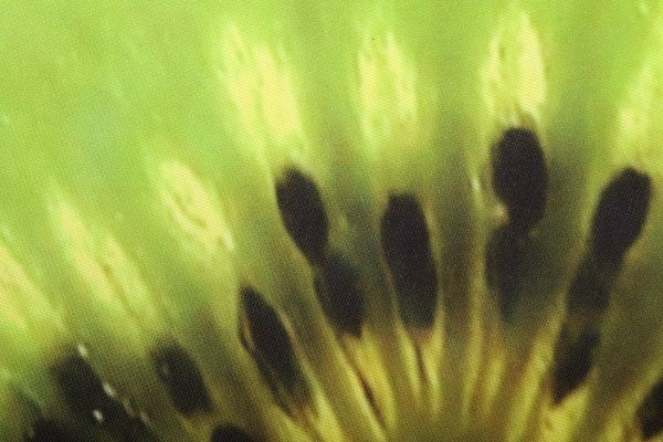 Подушка на стул Киви 36х36х5 см СЕЛЕНА