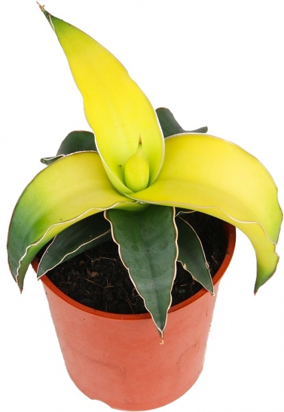 Рослина кімнатна Сансевьера Star Canary d9/h15