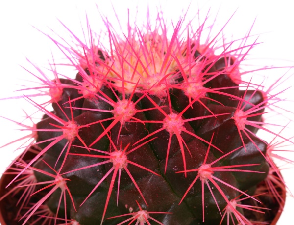 Рослина ехінокактус 8,5/10