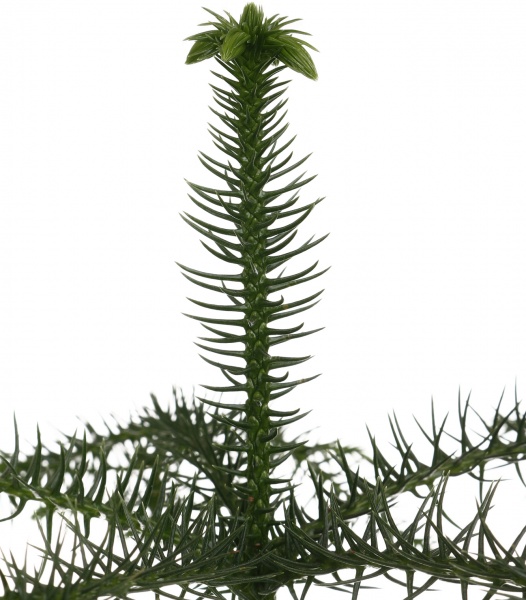 Растение Араукария heterophylla d17/h45