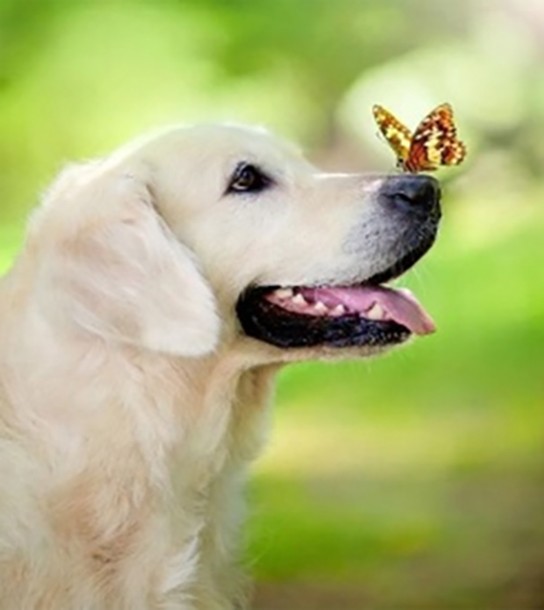 Набор со стразами на картоне 5D Добрый песик 21x25 см GoToArt