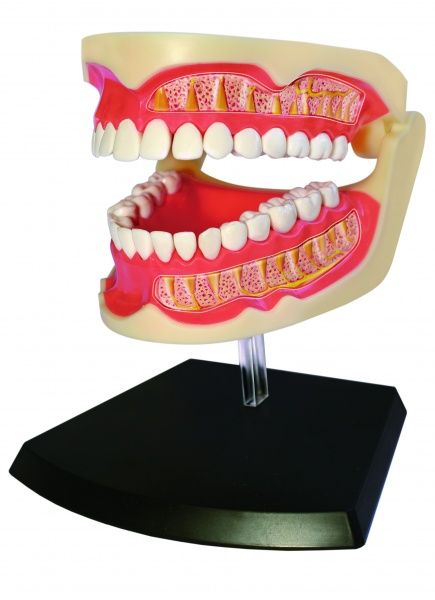 Объемная анатомическая модель 4D Master Зубной ряд человека FM-626015
