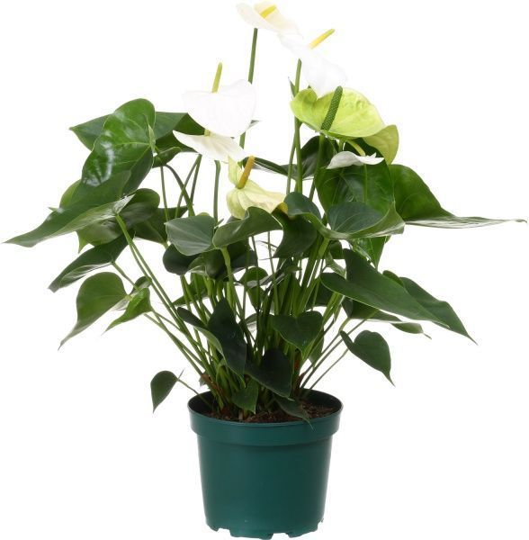 Растение комнатное Антуриум вайт 17x85 см