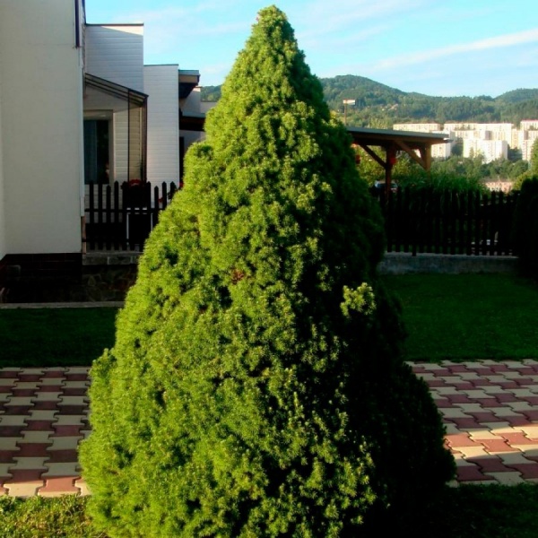 Растение Ель канадская/ Picea glauca Conica С7,5, H 30-40