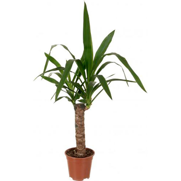 Рослина Юкка 14/40