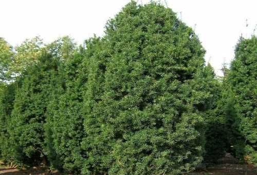 Саженец MegaPlant Тис средний Hicksii 25-35 см С2