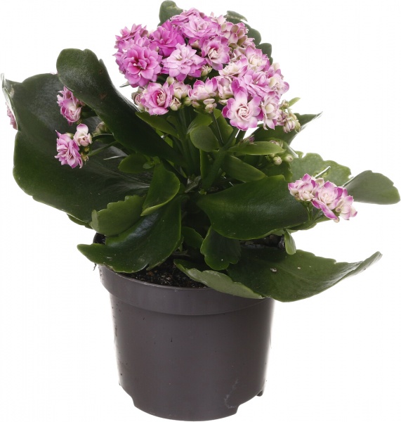 Растение комнатное Каланхоэ микс 10/20