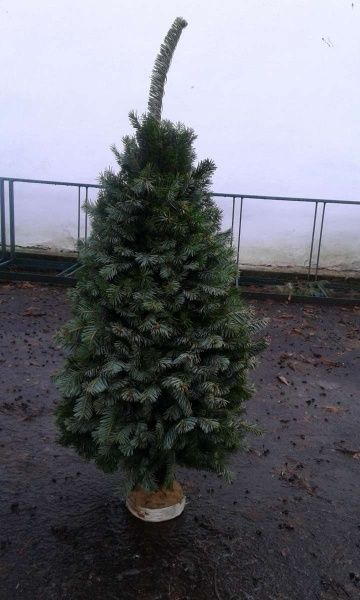 Ель Плетеная из натуральной хвои 0,5 м зеленый 