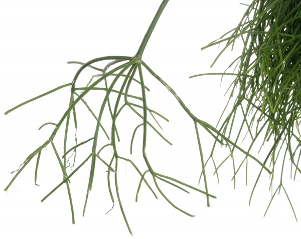 Рослина Ріпсаліс 17/30