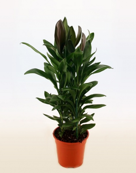 Растение комнатное Кордилина d12/h40 Kiwi