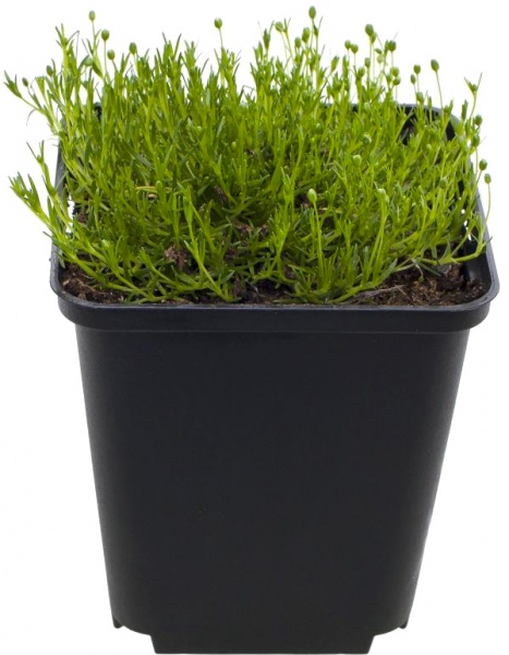 Рослина Моховинка шилоподібна С1