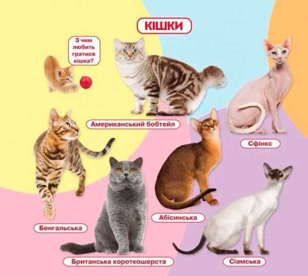 Книга «Свійські тварини. Книжка + віконця» 978-966-936-667-2