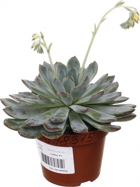 Рослина кімнатна Ехеверія мікс 10х15 см