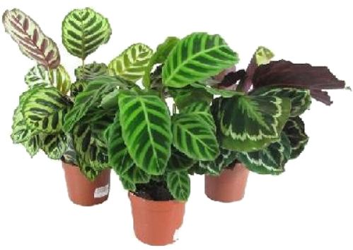 Растение Калатея микс 12x40 см