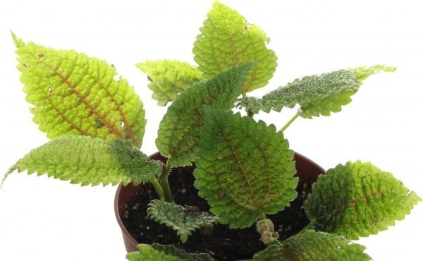 Растение Пилея 08/10 микс