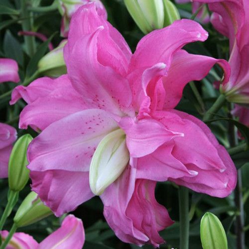 Цибулина Лілія орієнтальна махрова Lotus Joy 1 шт. 