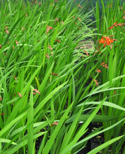 Растение Крокосмия Princess