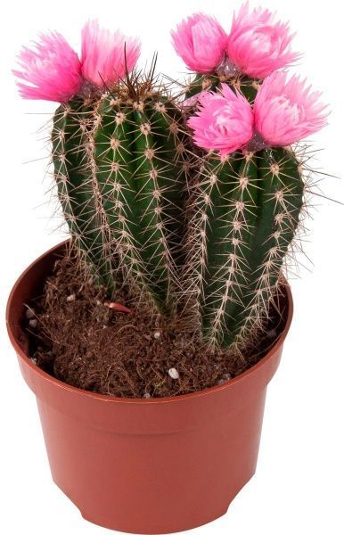 Растение Кактусы с цветком в цветной керамике 15х18 см