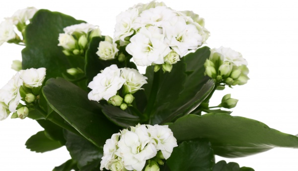 Растение декоративное Каланхое Розалин микс (12/25)