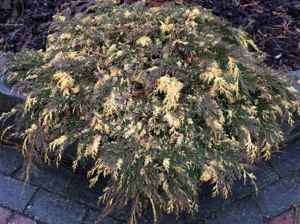 Растение Микробиота перекрестно парная Карнавал/Microbiota decussata 'Carnival' С2 /Н 10-15