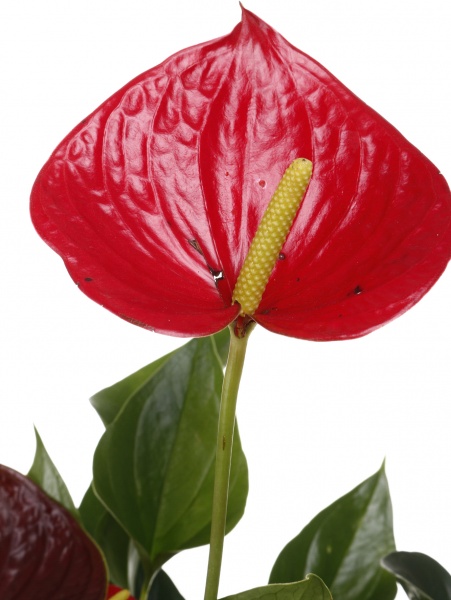 Растение комнатное Антуриум andreanum микс 14/50