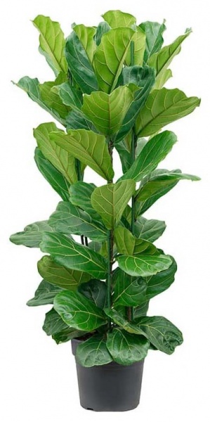 Растение Фикус лирата d21/h70