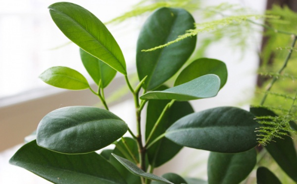 Растение Фикус Мокламе d19/h75