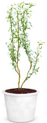 Растение Ива Матсудана С3