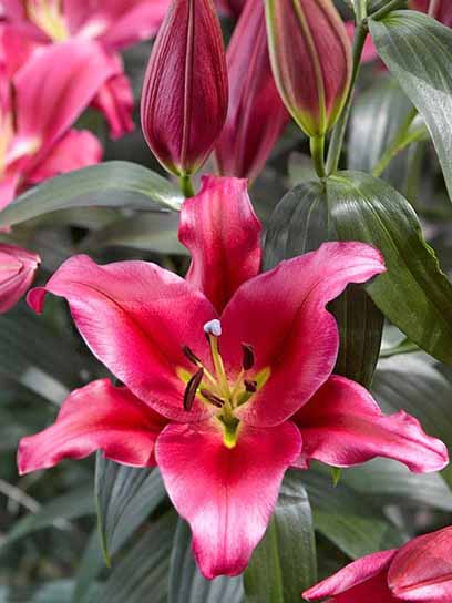 Луковица лилии ОТ Рэдфорд 1 шт. 